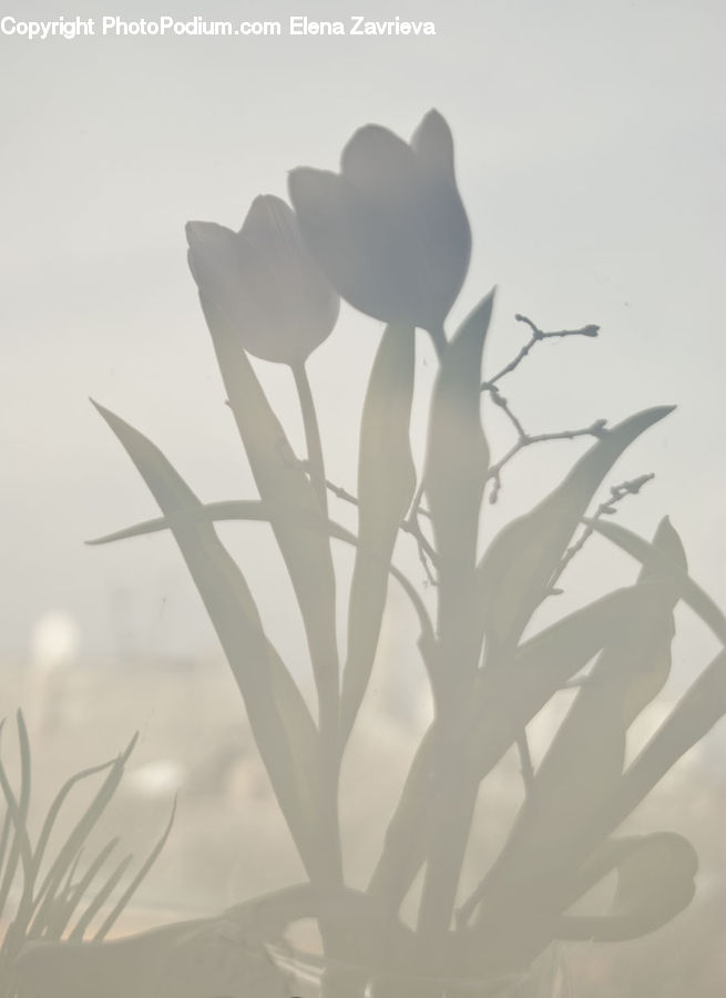 Paper, Plant, Silhouette, Blossom, Flora, Flower, Field