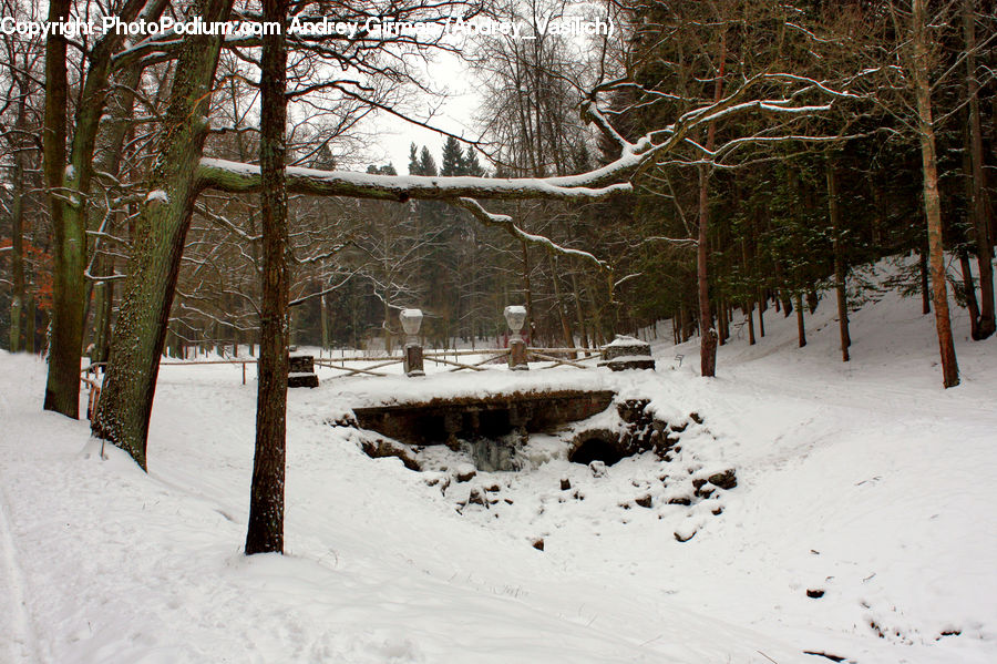 Ice, Outdoors, Snow, Conifer, Fir, Plant, Tree