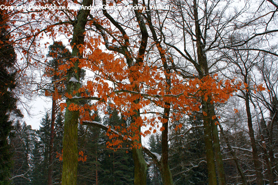 Conifer, Fir, Plant, Tree, Birch, Wood, Forest