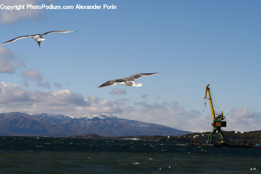Constriction Crane, Albatross, Bird, Seagull, Crane Bird, Heron, Pelican