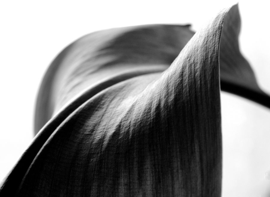 Amaryllis, Flower, Plant, Blossom, Flora, Petal, Anther