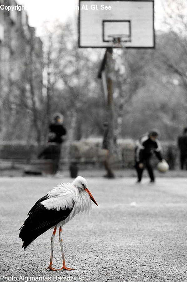 Bird, Stork, Flamingo, Flock