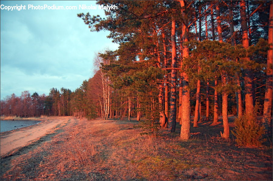 Dirt Road, Gravel, Road, Forest, Vegetation, Grove, Land