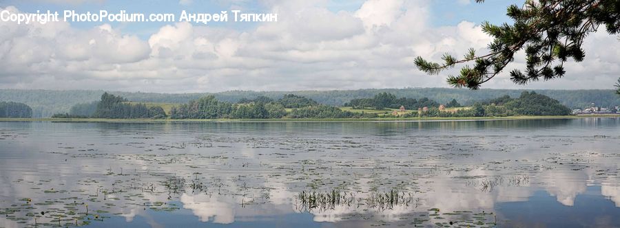 Lake, Outdoors, Water, Palm Tree, Plant, Tree, Conifer