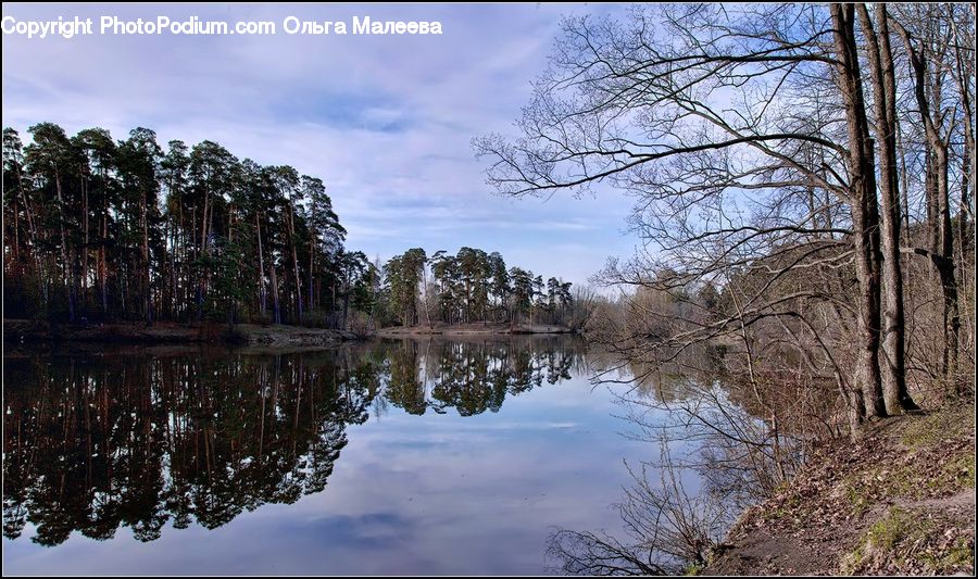 Land, Marsh, Outdoors, Swamp, Water, River, Blossom