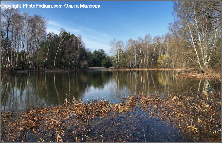 Lake, Outdoors, Water, Field, Grass, Grassland, Plant