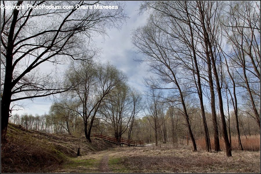 Birch, Tree, Wood, Forest, Vegetation, Grove, Land