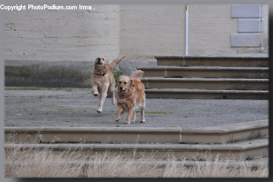 Brick, Animal, Canine, Dog, Golden Retriever, Mammal, Pet