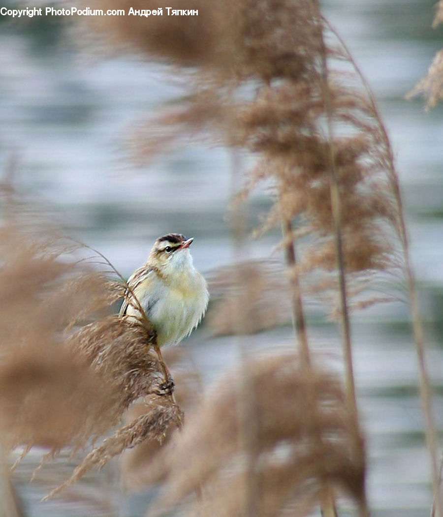 Bird, Sparrow, Grass, Plant, Reed, Partridge, Wren