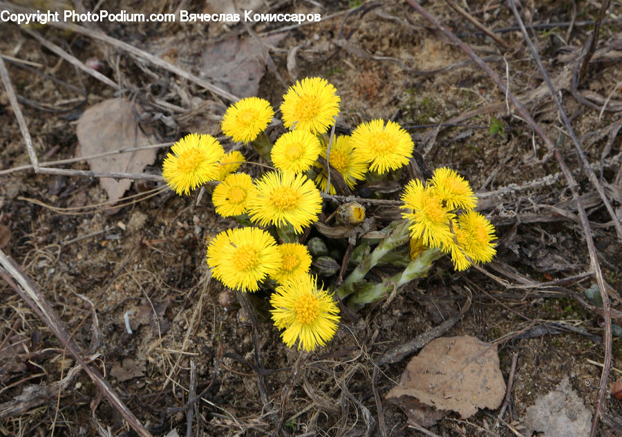 Dandelion, Flower, Plant, Asteraceae, Blossom, Flora, Soil