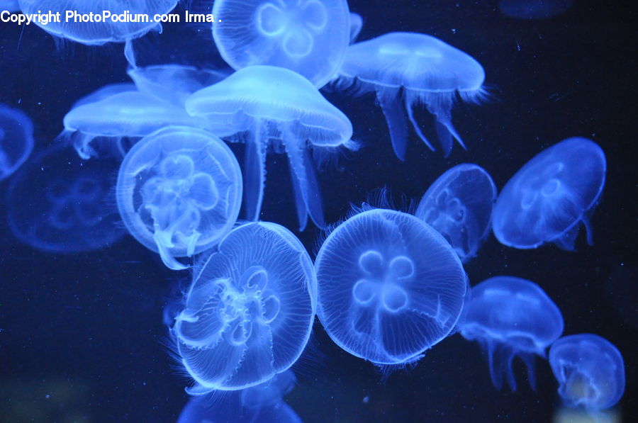 Invertebrate, Jellyfish, Sea Life