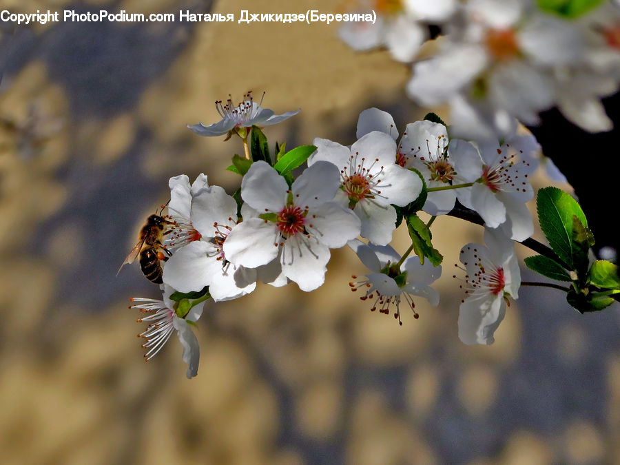 Blossom, Flora, Flower, Plant, Cherry Blossom, Petal, Anther