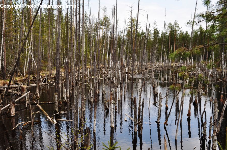 Land, Marsh, Outdoors, Swamp, Water, Pond, Grass