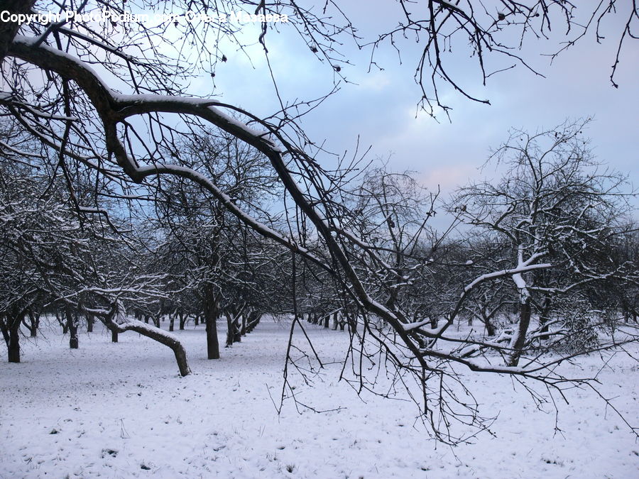 Ice, Outdoors, Snow, Plant, Tree, Forest, Vegetation