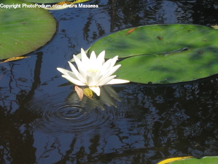 Flower, Lily, Plant, Pond Lily, People, Person, Human