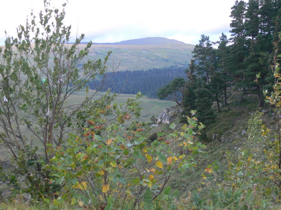 Outdoors, Wilderness, Field, Grass, Grassland, Land, Conifer