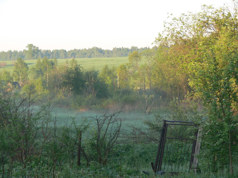 Forest, Vegetation, Landscape, Nature, Scenery, Field, Grass