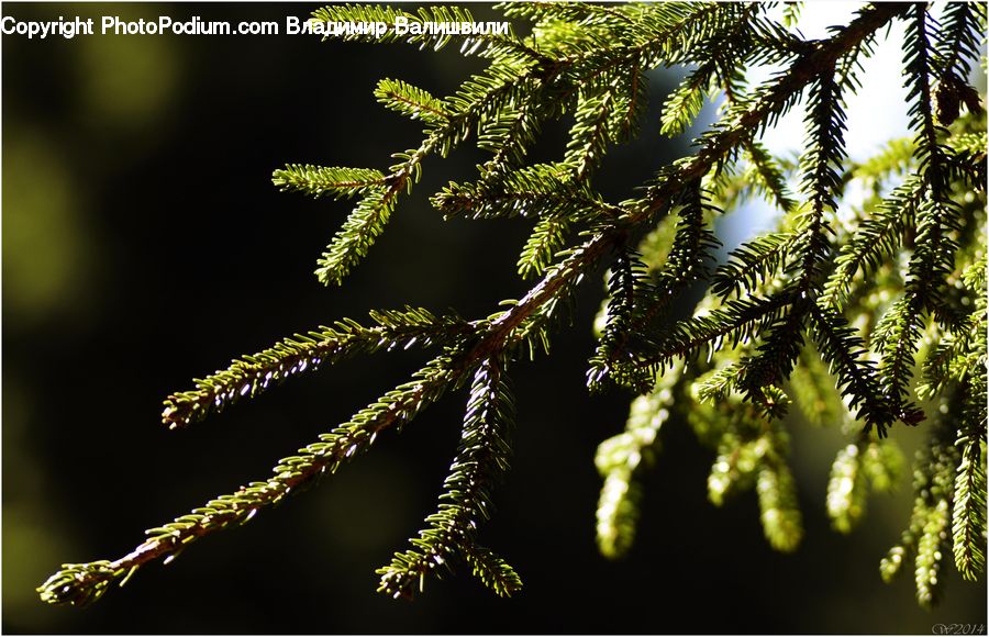 Conifer, Fir, Plant, Tree, Pine, Spruce, Wood