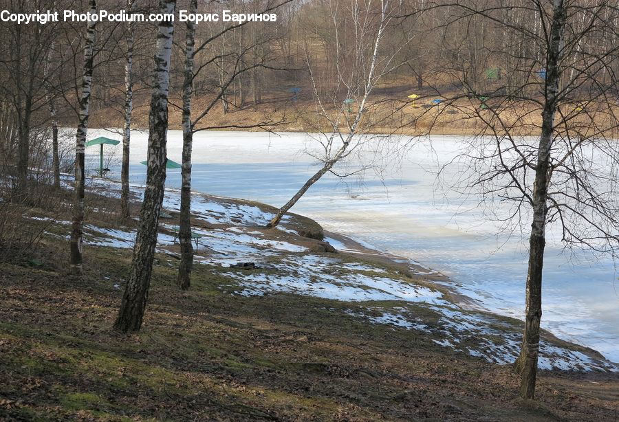 Flood, Plant, Tree, Birch, Wood, Forest, Vegetation