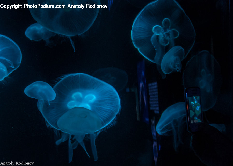 Invertebrate, Jellyfish, Sea Life, People, Person, Human, Cell Phone