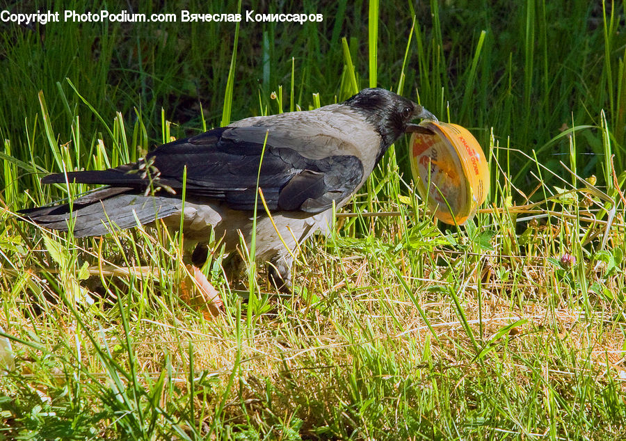 Bird, Blackbird, Field, Grass, Grassland, Plant, Outdoors