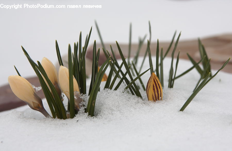 Blossom, Crocus, Flora, Flower, Plant, Daffodil, Flower Arrangement