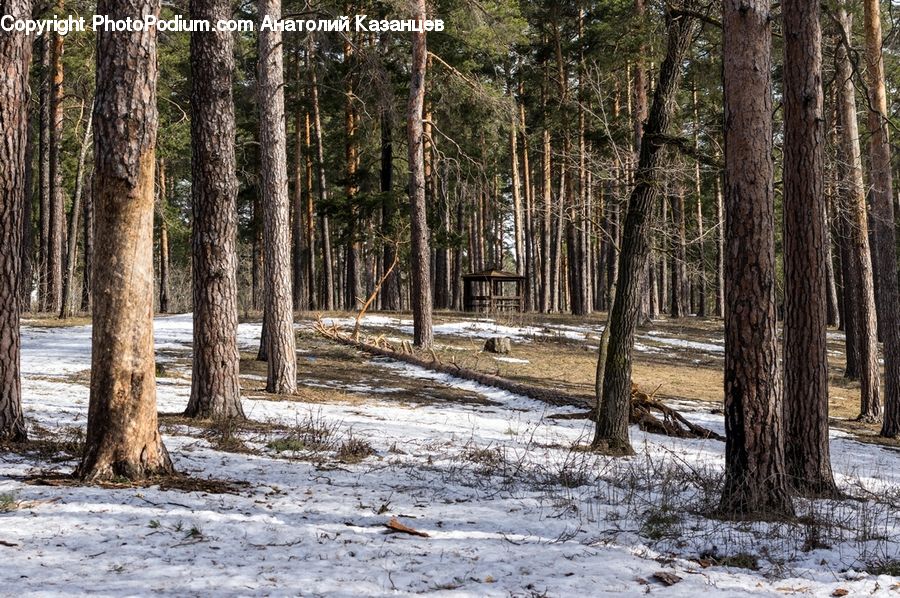 Forest, Vegetation, Grove, Land, Fir, Birch, Tree