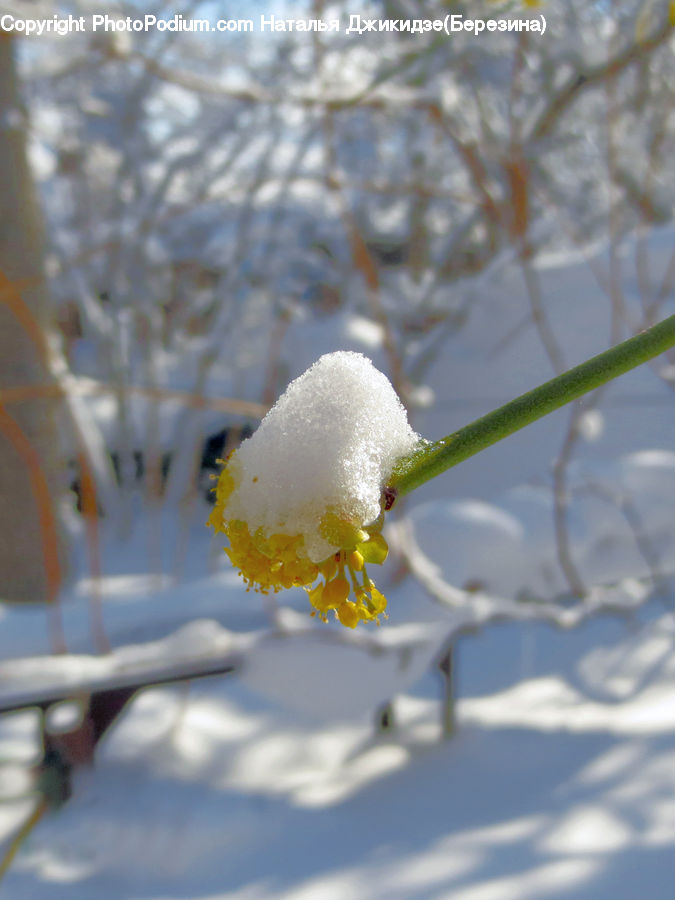 Blossom, Flora, Flower, Plant, Ice, Outdoors, Snow