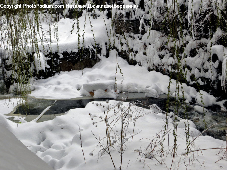 Ice, Outdoors, Snow, Birch, Tree, Wood, Plant