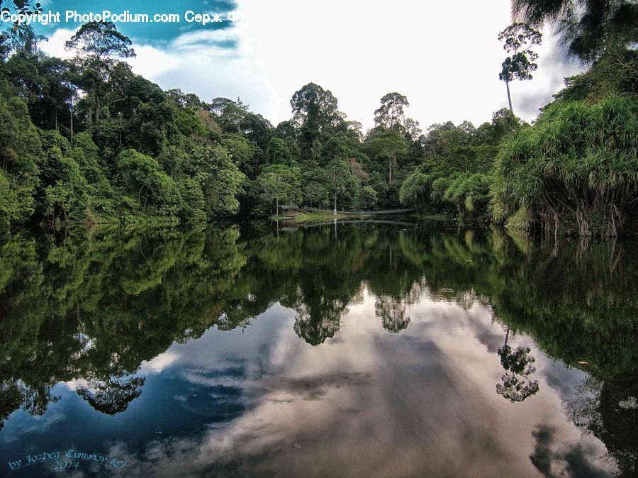 Forest, Jungle, Rainforest, Vegetation, Bush, Plant, Tree