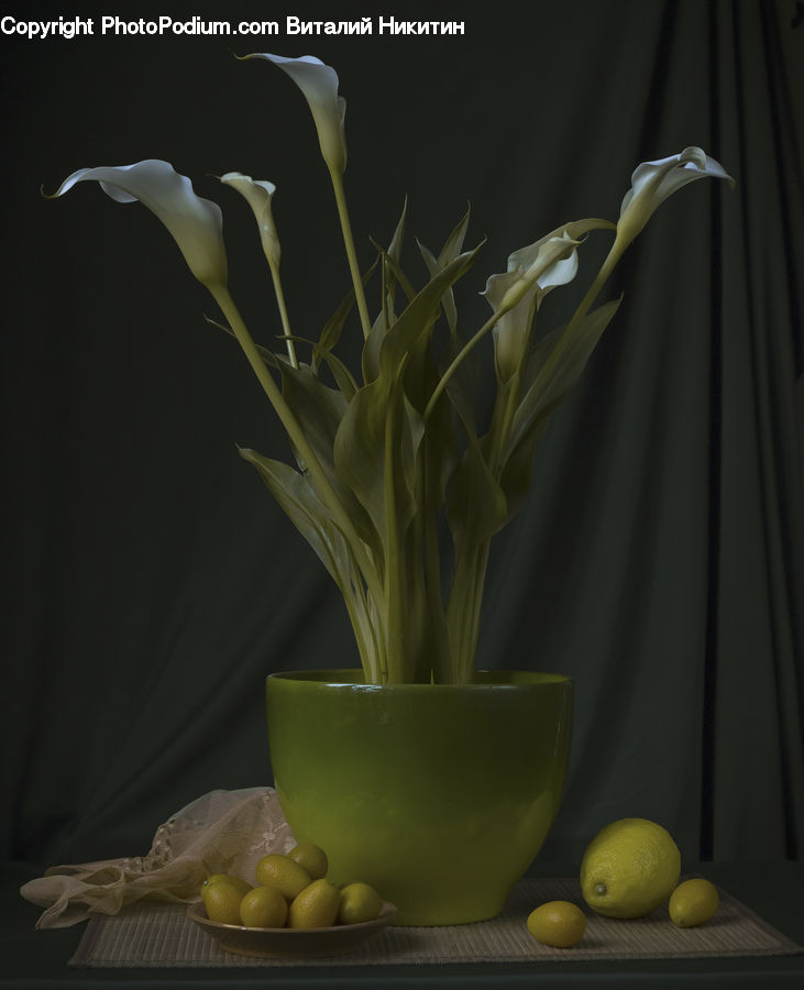 Garlic, Plant, Flower, Flower Arrangement, Flower Bouquet