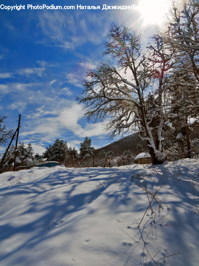 Plant, Tree, Ice, Outdoors, Snow, Oak, Wood