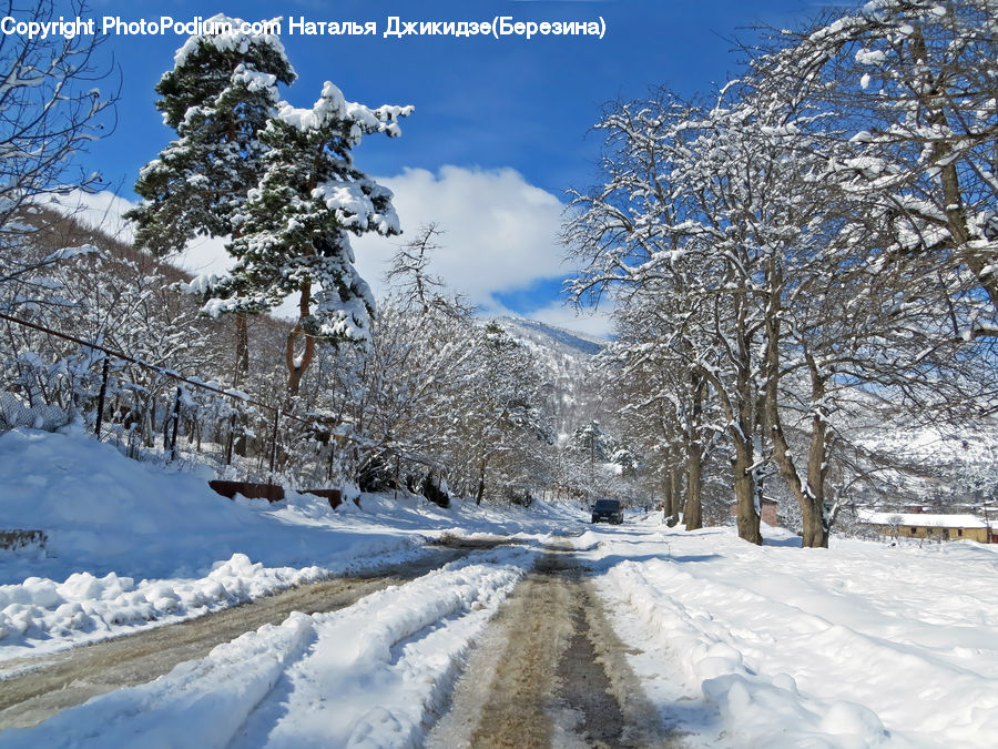 Ice, Outdoors, Snow, Conifer, Fir, Plant, Tree