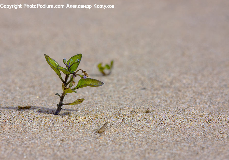 Soil, Ground, Plant, Blossom, Flora, Flower, Outdoors