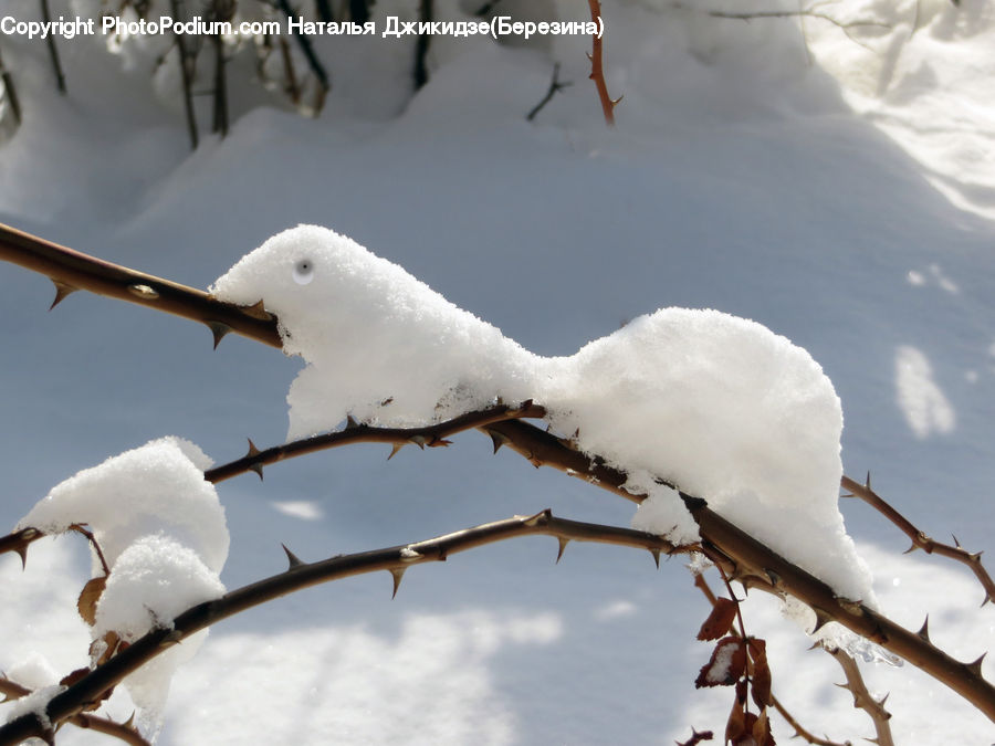 Ice, Outdoors, Snow, Insect, Invertebrate, Mantis, Bird