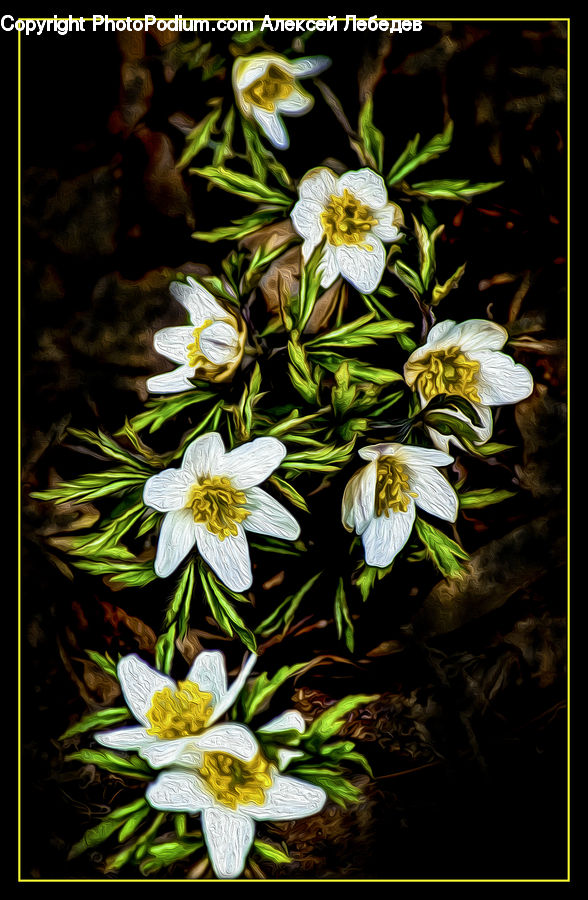 Daisies, Daisy, Flower, Plant, Flower Arrangement, Flower Bouquet, Blossom