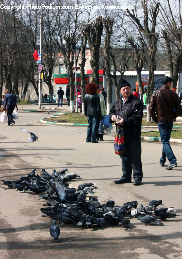 Human, People, Person, Bird, Pigeon, Motor, Motorcycle