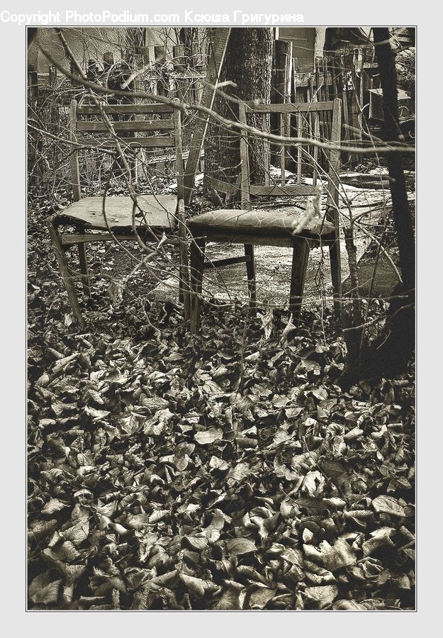 Chair, Furniture, Bench, Forest, Vegetation