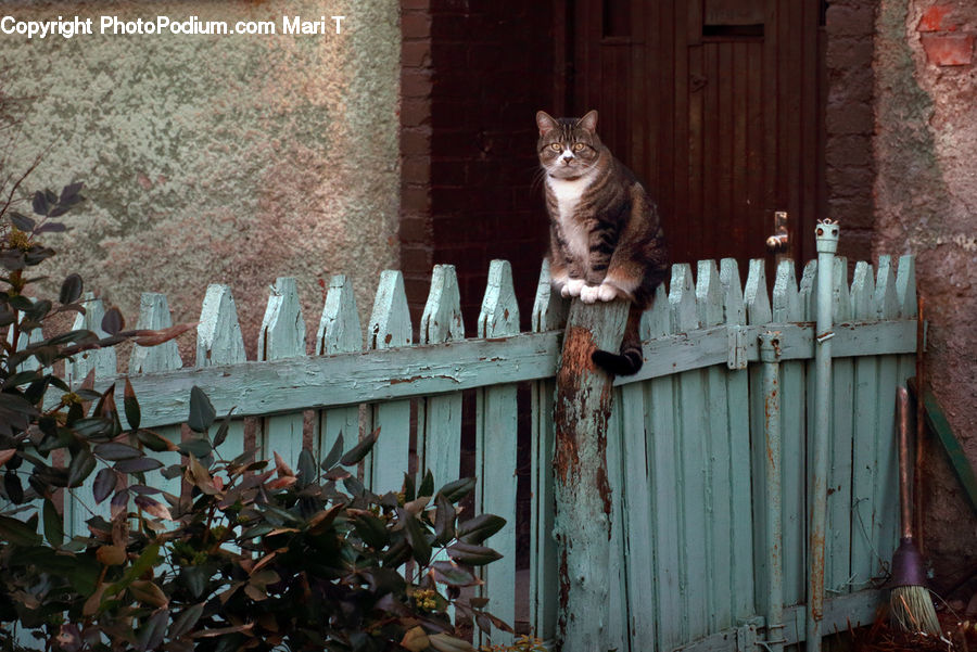 Fence, Person, Picket, Abyssinian, Animal, Cat, Mammal