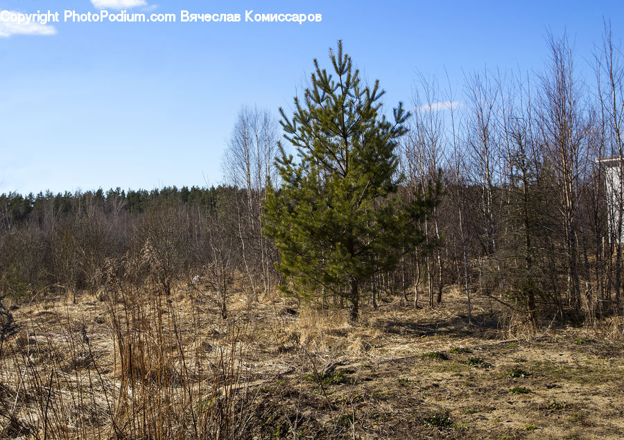 Outdoors, Wilderness, Conifer, Fir, Plant, Tree, Forest