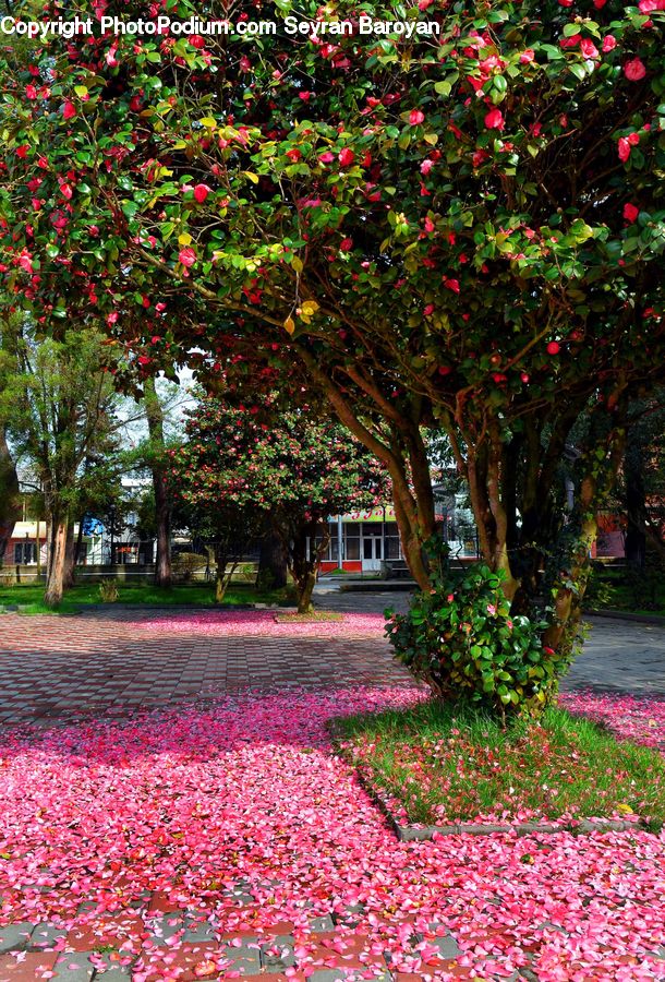 Ivy, Plant, Vine, Boardwalk, Path, Pavement, Sidewalk