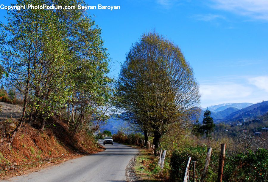 Dirt Road, Gravel, Road, Forest, Grove, Land, Bush