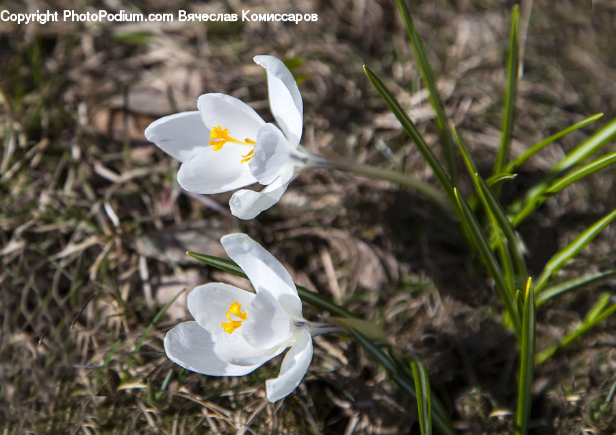 Blossom, Crocus, Flora, Flower, Plant, Petal, Fiber