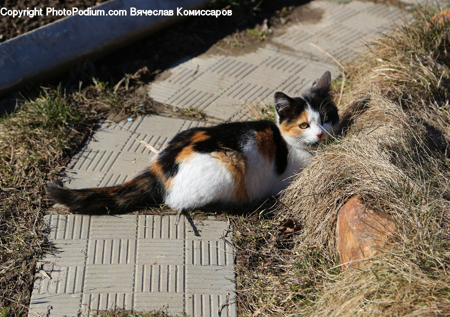 Animal, Pet, Eating, Brick, Boardwalk, Path, Pavement