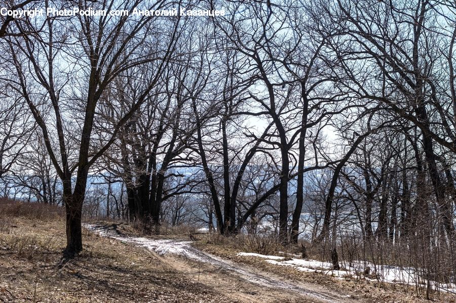 Path, Trail, Dirt Road, Gravel, Road, Forest, Vegetation