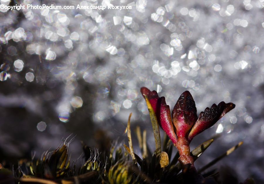 Bud, Plant, Blossom, Flora, Flower, Conifer, Fir