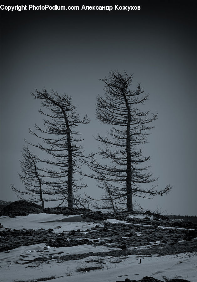 Plant, Tree, Conifer, Fir, Silhouette, Pine, Spruce