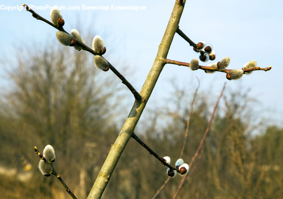 Bud, Plant, Field, Grass, Grassland, Blossom, Flora