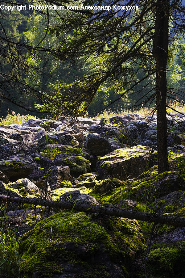 Conifer, Fir, Plant, Tree, Forest, Jungle, Vegetation