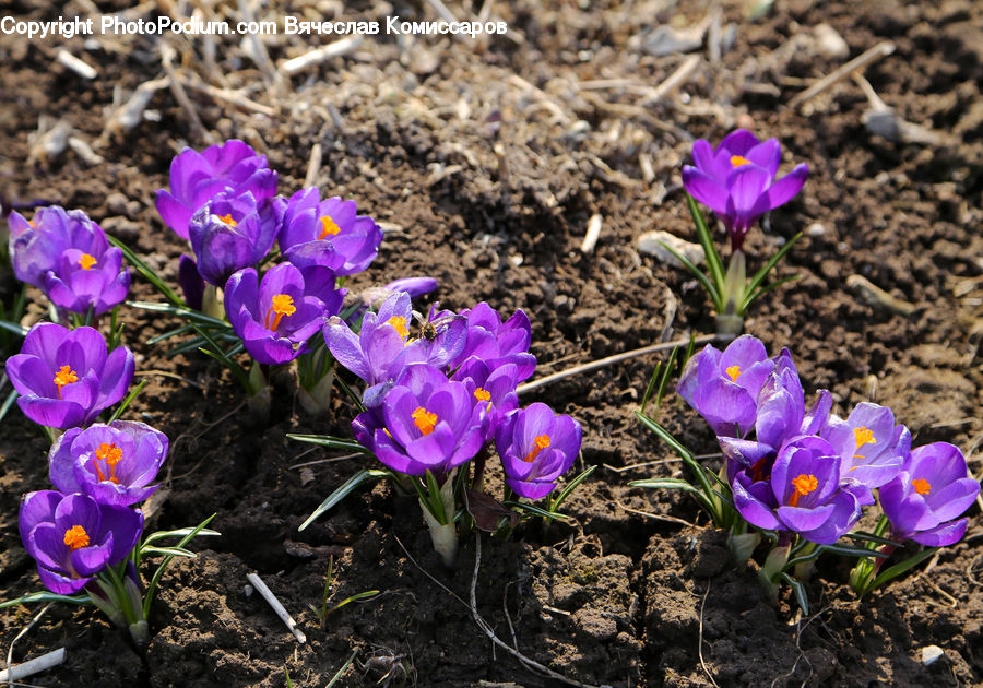 Blossom, Crocus, Flora, Flower, Plant, Soil